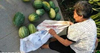 桑植吃瓜视频大全最新版,最新版趣味盘点，笑料横生尽在其中