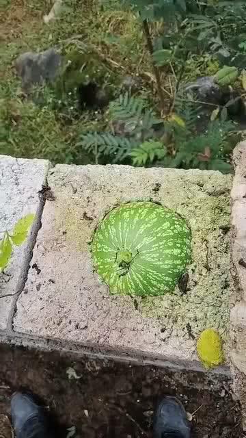 吃长瓜的搞笑视频,吃长瓜搞笑视频，笑料十足，欢乐无限