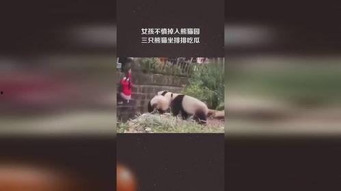 三只吃瓜熊猫视频下载,三只吃瓜熊猫萌态视频下载攻略
