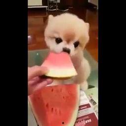 萌宠吃瓜超可爱视频,可爱指数爆表！