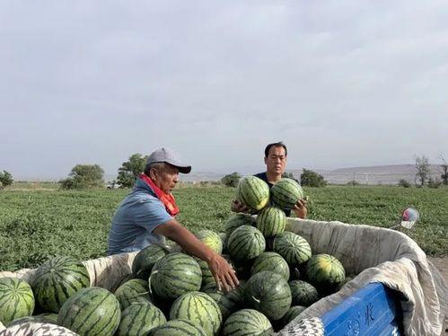 温州龙湾区吃瓜事件视频,一场引发热议的街头冲突纪实