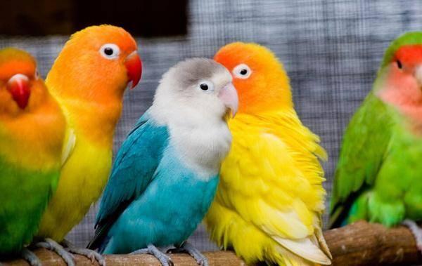 鹦鹉可以吃蜜瓜视频,欢乐互动瞬间捕捉