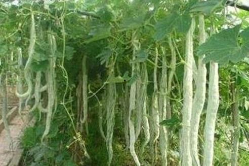 张有志吃蛇瓜是真的吗视频,勇敢尝试还是网络炒作？