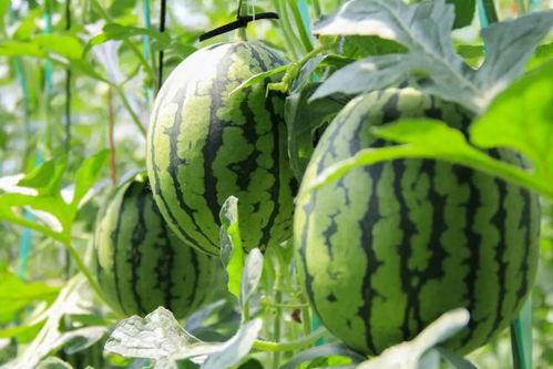 免费吃瓜骗局视频大全,视频大全带你识破网络陷阱