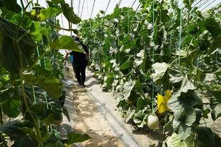 普兰店吃瓜视频