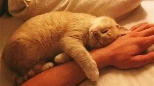 猫和主人一起吃瓜原视频奥特曼,奥特曼惊喜现身！